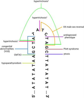 Structural Variation at a Disease Mutation Hotspot: Strategies to Investigate Gene Regulation and the 3D Genome